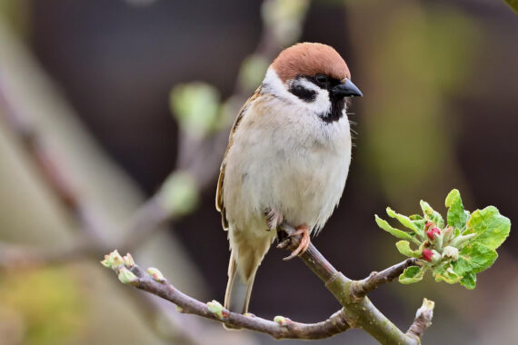 retractable screens-bird watching